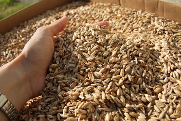 قیمت دانه مالت جو صادراتی مرغوب